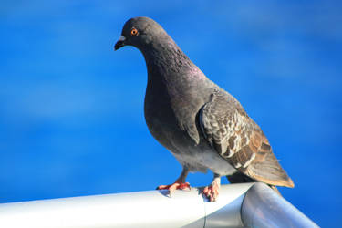 Explore the Best Pidgon Art | DeviantArt