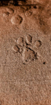 Footprint