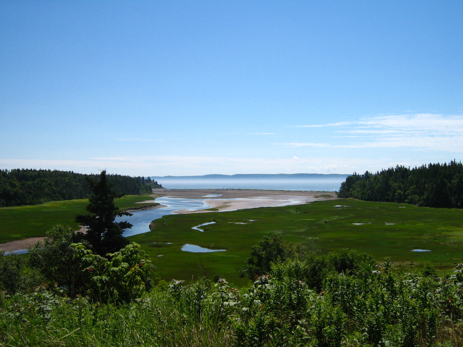 Salt Marsh