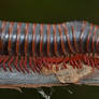 North American Millipede