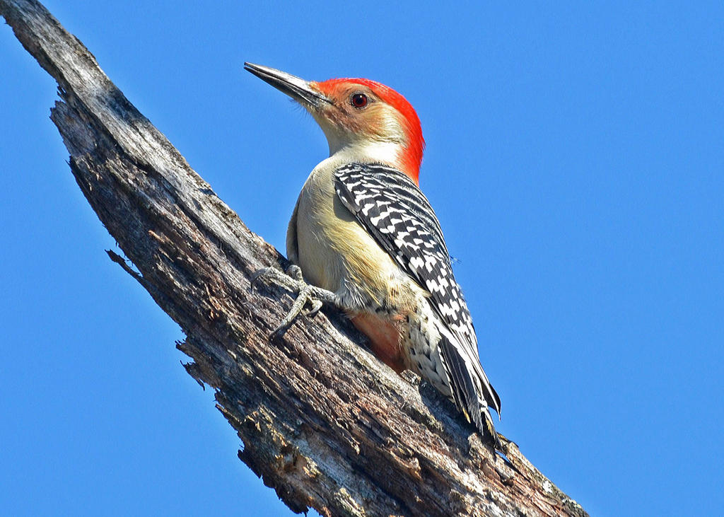 Red-bellied Woodpecker