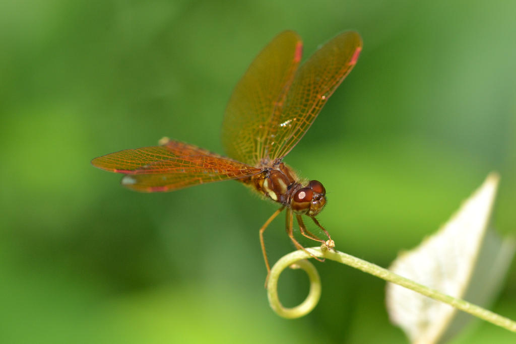 Male Eastern Amberwing