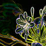 agapanthus-Filtered