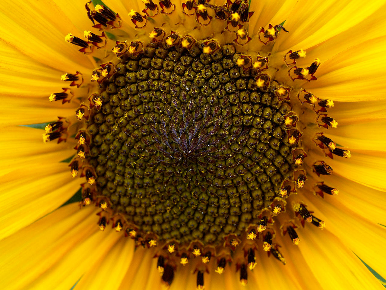 Sunflower Macro