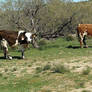 Desert Cattle