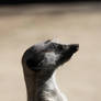 Meerkat Profile