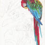 Macaw(Loading...)