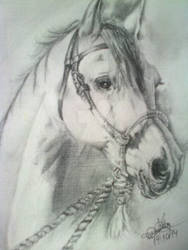 White Horse