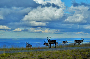 Beauty of Lapland