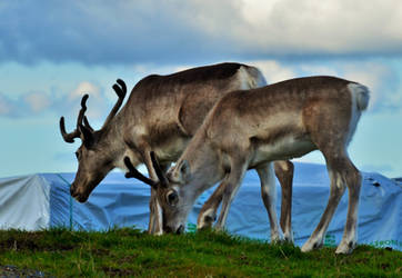 Reindeers' Holiday