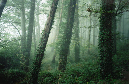 gilford wood in the fog