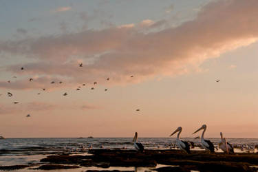 Pelicans at Dusk