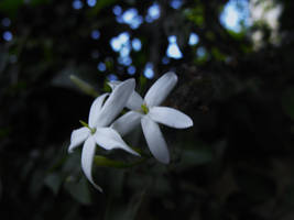 jasmine