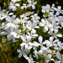 White Flowers2