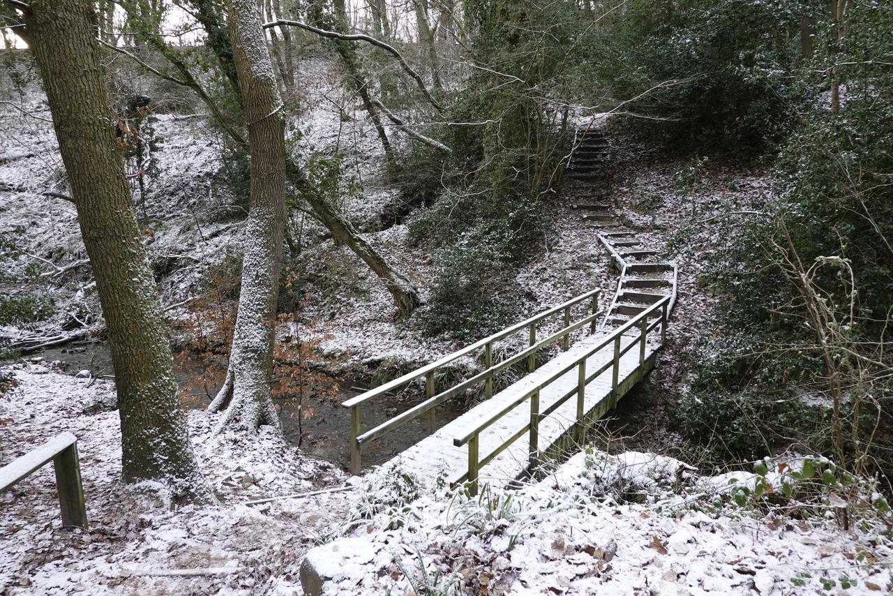 Thornley Woods