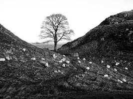 Sycamore Gap