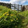 Countryside