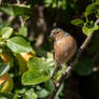 Chaffinch
