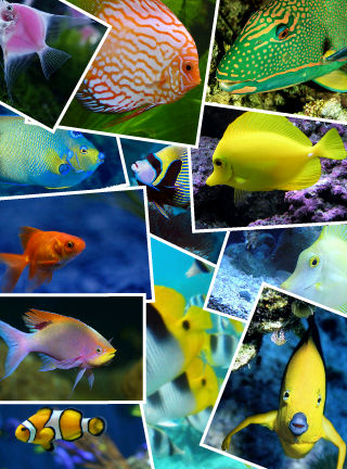 Collage fish by lorenzo-1997 on DeviantArt