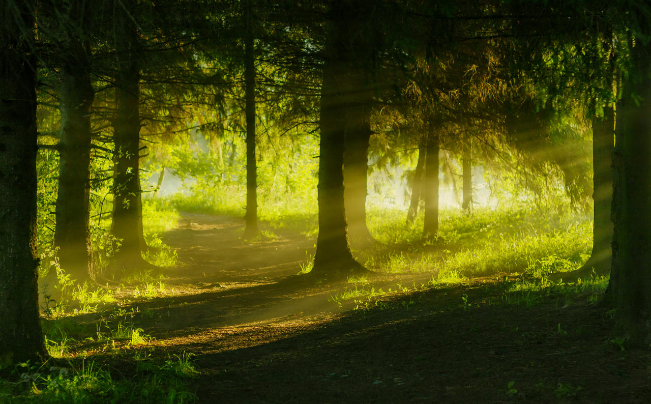 misty forest path