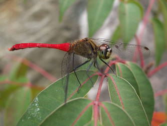 Dragonfly