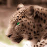 Green Eyed Leopard