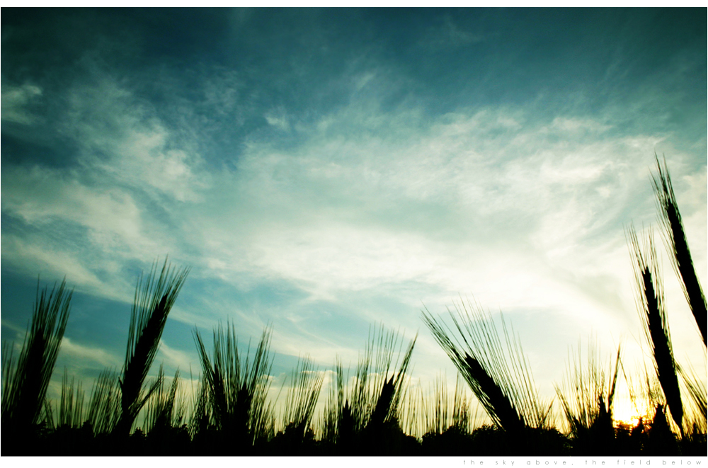 the sky above, the field below