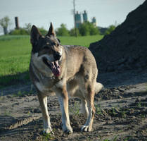 Bila czechoslovakian wolfdog 