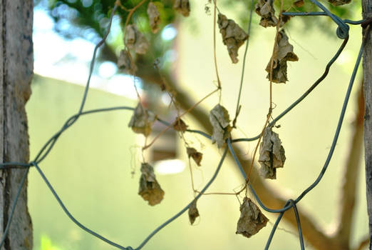 Dry Leaves