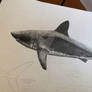 Salmon shark (Lamna ditropis)