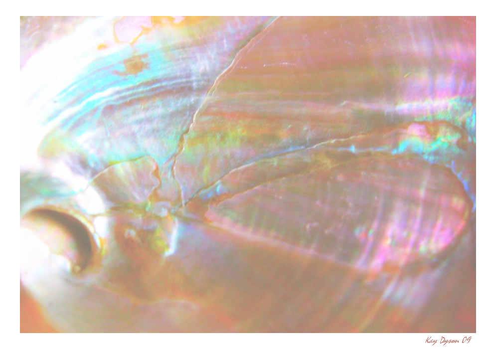 Shiny Shiny Shell by Dragonpika on DeviantArt