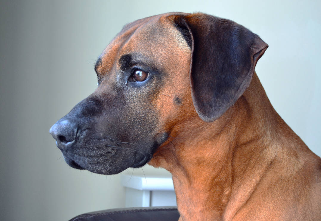 Rhodesian Ridgeback by AnthonyB14 on DeviantArt