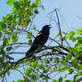 Red Winged Black Bird