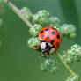 Ladybug