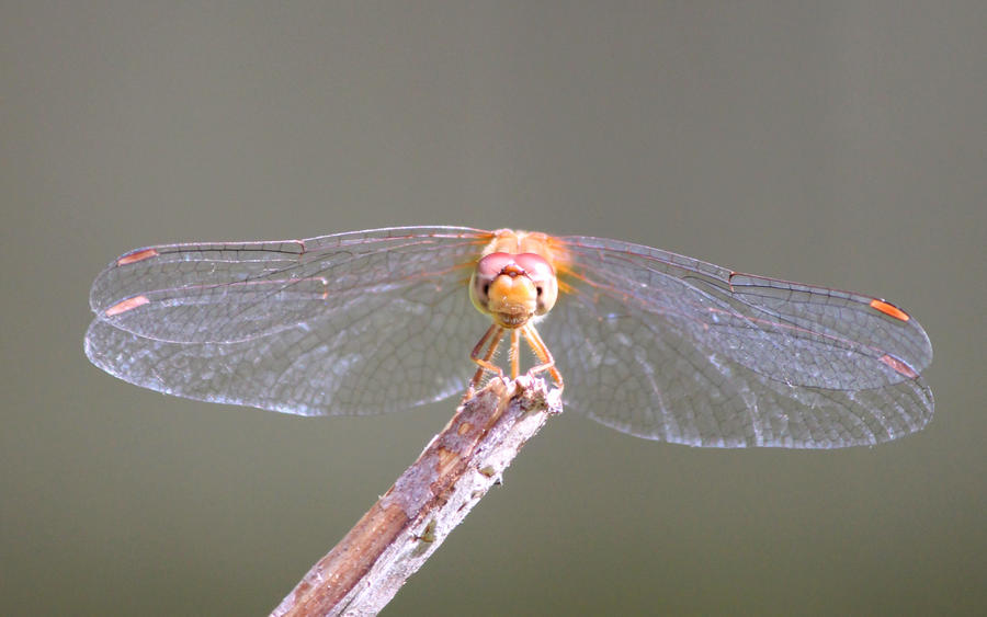 Dragonfly