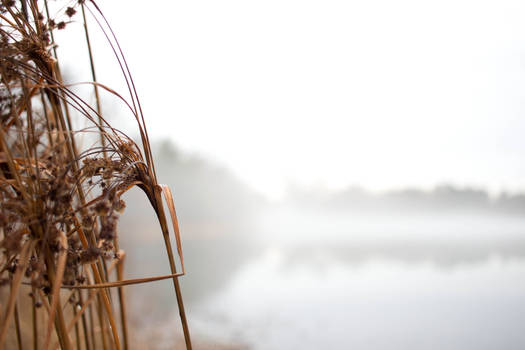 Foggy Afternoon