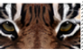 Tiger Stamp