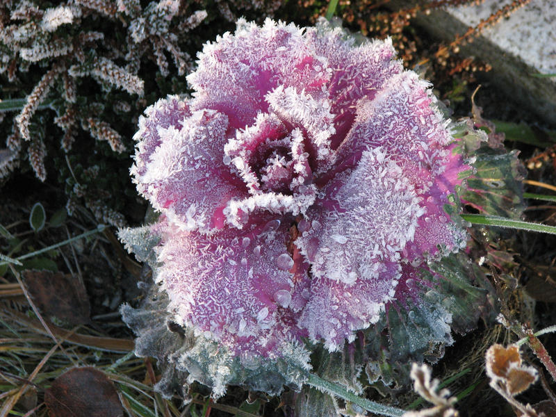 Frost Effect Roses Frost rose by Dilla77 on DeviantArt