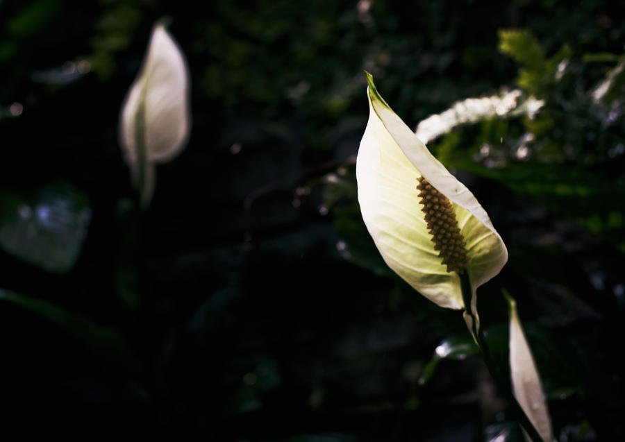 Anthurium in the Light