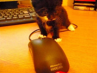 Cat with mouse (lolseewhatididthere)