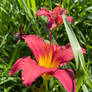 daylilies