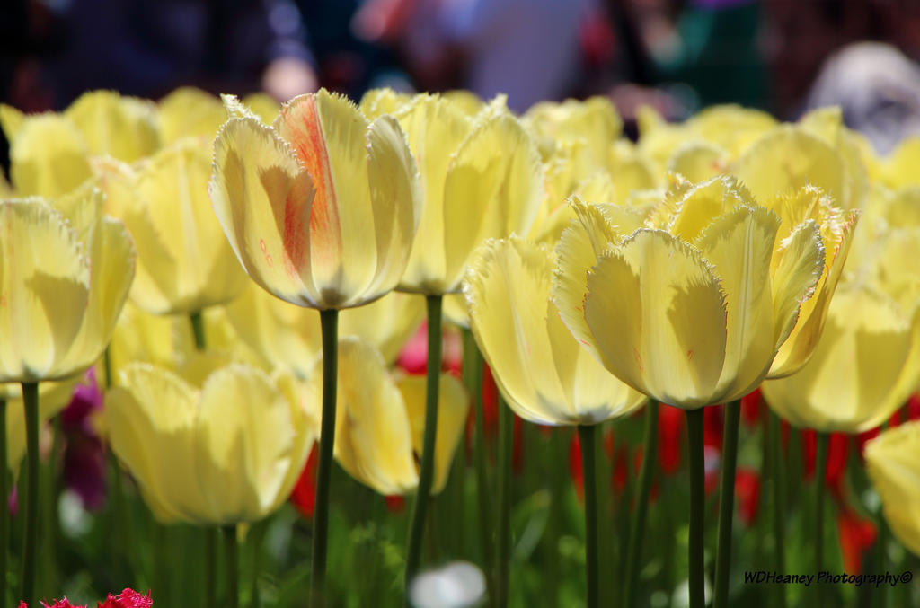 Tulip Time Brooklyn Botanic Garden