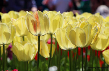 Tulip Time Brooklyn Botanic Garden