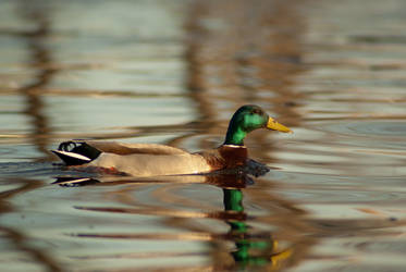 Curious Mallard