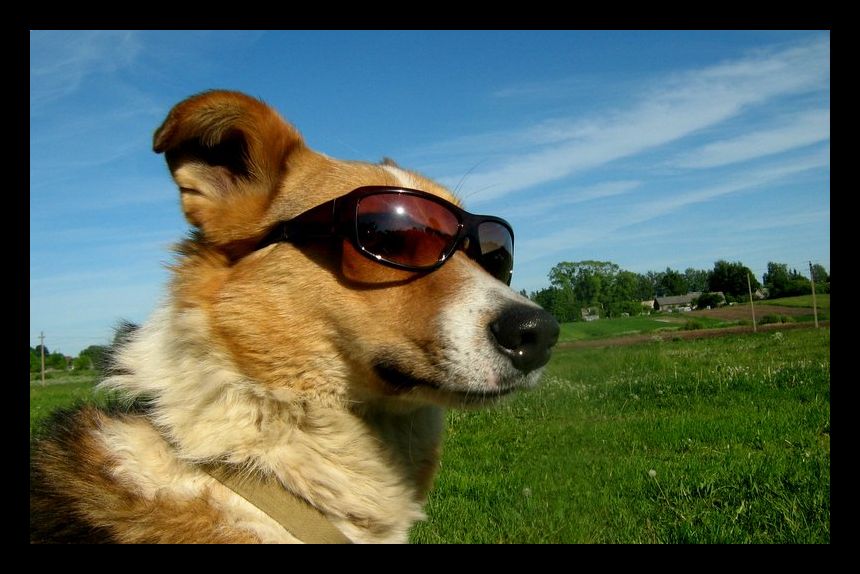 Dog in ze glasses