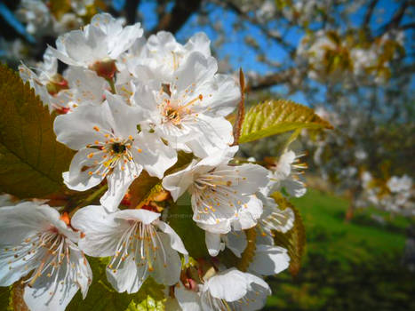 Cherry blossom muhehehahaha