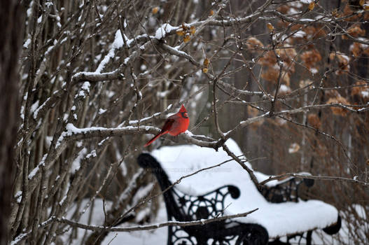 Cardinal and park bench