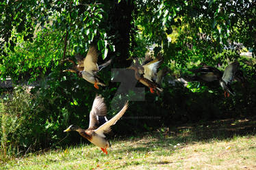 Ducks in flight