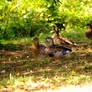 Mallards