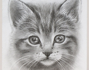 Cat Face Pencil Sketch Max Installer